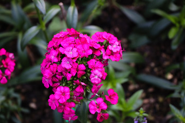 sweet william pink  beautiful multi-colored terry carnations 