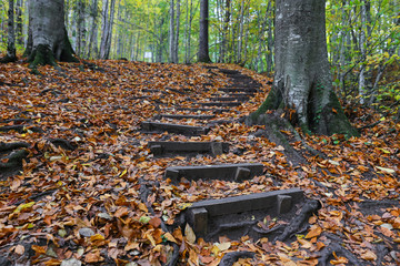 Path in Yedigoller National Park, Bolu, Turkey