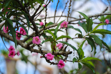 The beautiful pink tiger flower on top background on Doi Mon Jam, Thailand