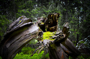 A small tree growing out of an old dead tree in the forest. Circle of life. Focused on a small tree - Origin of life.