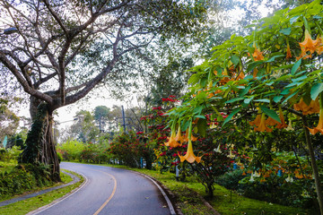 Flowering plants Brugmansia suaveolens beside the roads in Phu Phing