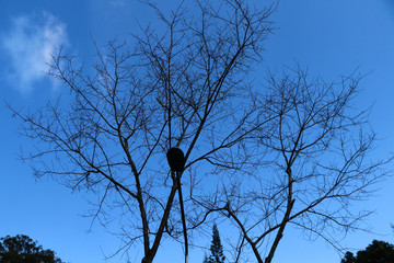 Dead trees under the sky and lanterns under the trees