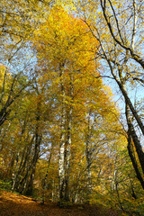 Forest in Yedigoller National Park, Bolu, Turkey