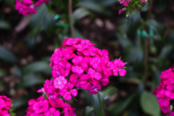 sweet william pink  beautiful multi-colored terry carnations 
