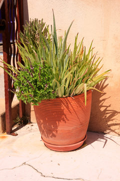 Plants such as Aloe Vera in a terracotta pot sits outside in the sunshine