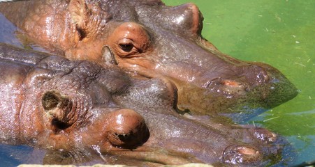 Two hippos heads moving through the green water