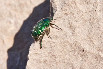 green rose chafer beetle on stone