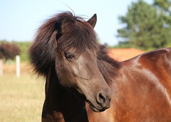 close up of a beautiful brown icelandic horse head on the paddock