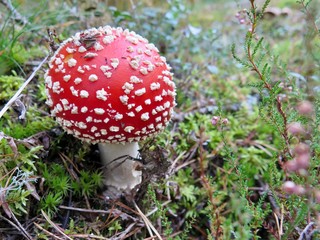 fly agaric in the forest