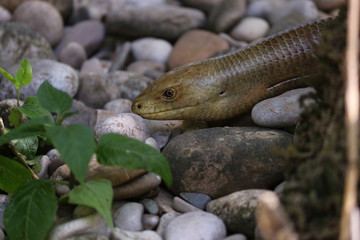 schlangenkopf