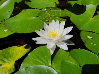  water lily