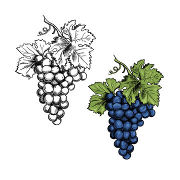 Monochrome Illustration grape bunches and leaves isolated on white background. Colored blue grapes. Vector Sketch hand drawn. Graphics. Black and white