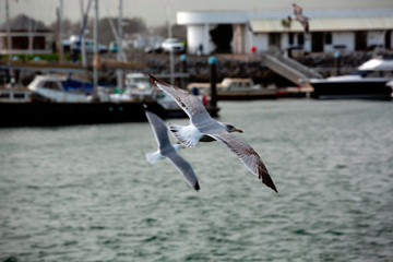 Seagulls flying across Dingle harbour on a cold day in March