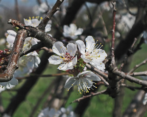 The gardens are blooming. Composition 7.