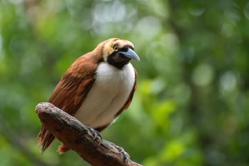 a bird from irian jaya, indonesia