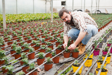 Professional gardener working with tomato seedlings in greenhouse