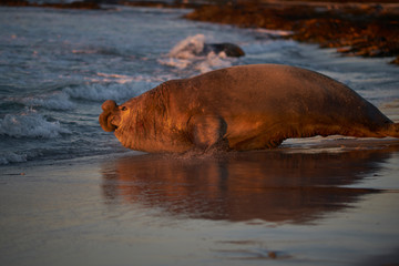 Dominant male Southern Elephant Seal (Mirounga leonina) races into the sea to see off an interloper during the breeding season. Sea Lion Island in the Falkland Islands.