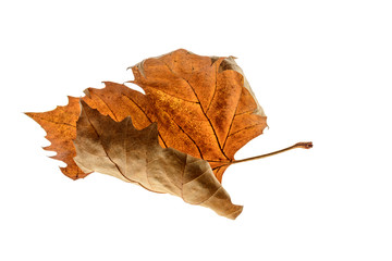 Dry maple leaf isolated on white background. 