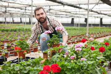 Florist cultivating geraniums