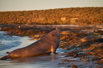 Dominant male Southern Elephant Seal (Mirounga leonina) coming ashore after chasing off an interloper during the breeding season. Sea Lion Island in the Falkland Islands.