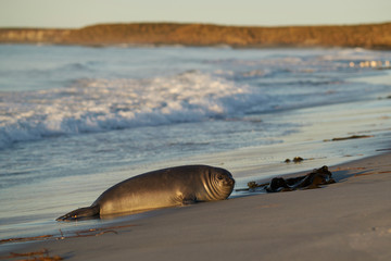 Recently weaned Southern Elephant Seal pup (Mirounga leonina) on the coast of Sea Lion Island in...