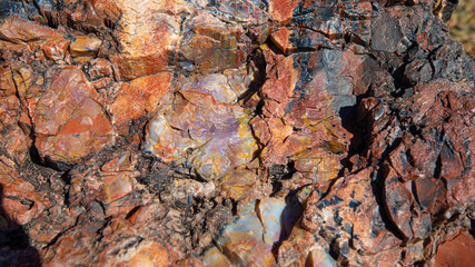 Petrified Forest National Park. Arizona. USA.