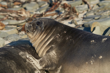 Recently weaned Southern Elephant Seal pup (Mirounga leonina) on the coast of Sea Lion Island in...