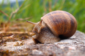 roman snail close-up