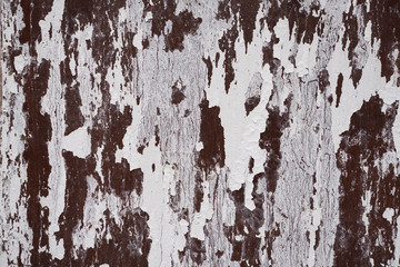 Fototapeta premium Old cracked white paint on metal wall. Cracked painted white wall. Texture or background.