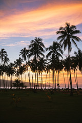 Palmtrees at sunset