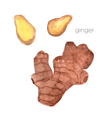 Set of watercolor ginger elements, hand painted isolated on a white background.Ideal for packaging, cosmetics, logo, advertising.