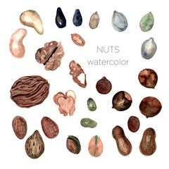 Set of watercolor nuts, hand painted isolated on a white background.Peanut, pistachios, almond,cashew, walnut,hazelnut,sunflower seeds,pumpkin seed.