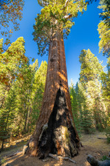 Sequoia National Park. California. USA.