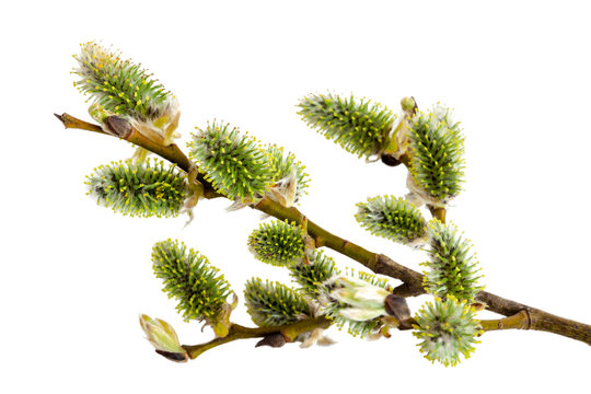 Watercolor botanical illustration of spring branches Pussy-willow, Catkins Willow. Hand-drawn spring light painting.