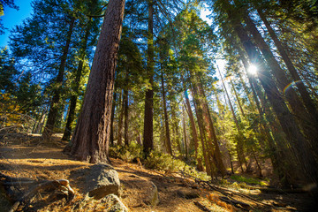 Sequoia National Park. California. USA.