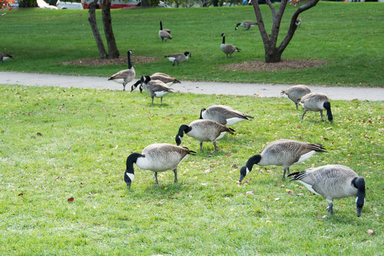 Geese
