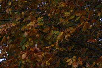 Urban park in an autumn day