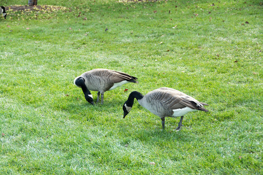 Geese