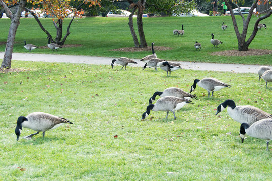 Geese