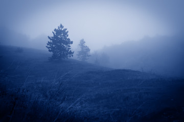 Silhouettes of spruce trees on a hill in the fog. Color of the year 2020, Classic Blue.