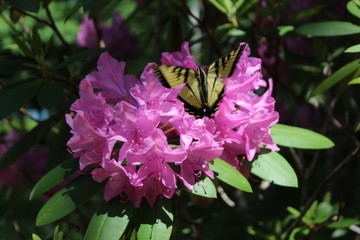 flower in the garden