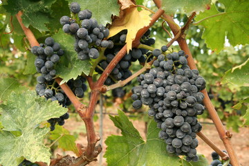 negroamaro
