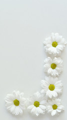 Composition frame of white chamomile chrysanthemum flowers on a white background . Frame. Flat lay