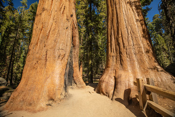 Sequoia National Park. California. USA.