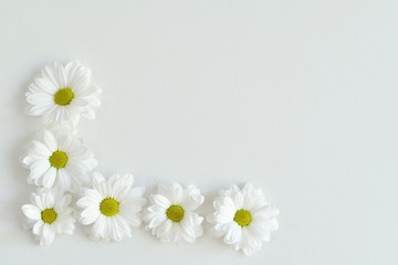 Obraz premium Composition frame of white chamomile chrysanthemum flowers on a white background . Frame. Flat lay