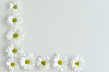 Composition frame of white chamomile chrysanthemum flowers on a white background . Frame. Flat lay