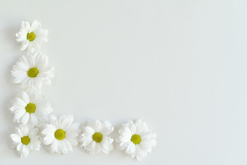 Composition frame of white chamomile chrysanthemum flowers on a white background . Frame. Flat lay