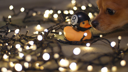 Close-up shot of rubber duck in hand made motorcycle helmet on background of christmas garland 