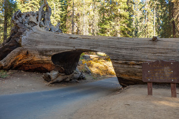 Obraz premium Sequoia National Park. California. USA.