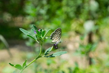 Small Butterfly On Green Grass Plant With Green Background In Park Outdoors Photography